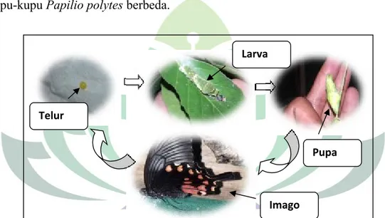 Gambar 10. Siklus Hidup Papilio polytes 1. Telur