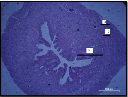 Gambar 8. Mikrograf Uterus Tikus Putih Setelah Mendapat  Perlakuan Pemberian Ekstrak Biji Pepaya (40X)