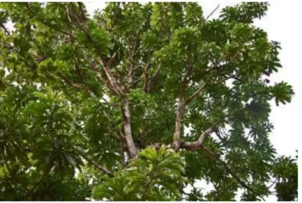 Gambar 3.9. Cabang Pohon Mangga  Di dokumentasi oleh Navez (2005) 