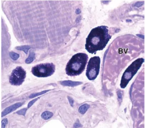 Gambar 2.10. Sel mast merupakan komponen jaringan ikat longgar, yang sering  berada dekat pembuluh darah kecil (BV)