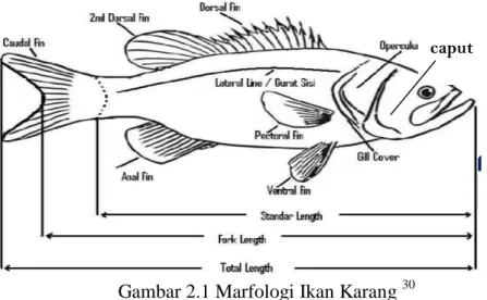 Gambar 2.1 Marfologi Ikan Karang  30