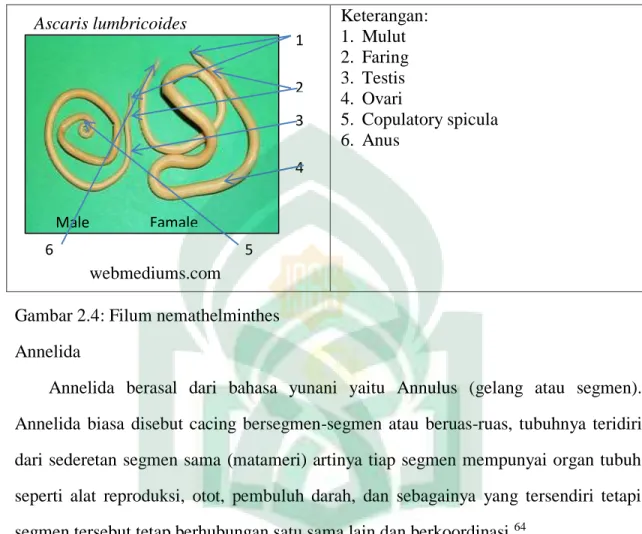 Gambar 2.4: Filum nemathelminthes  5.  Annelida 