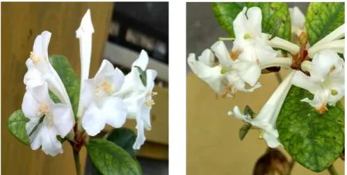 Figure �. Chr�sopa Sp. Walked i� a�d out of R. i�u�datu� Flo�e�s.