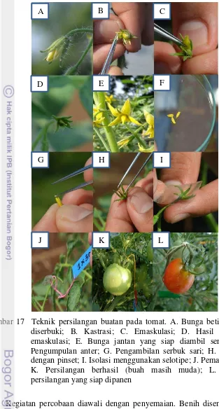 Gambar 17  Teknik persilangan buatan pada tomat. A. Bunga betina yang siap 