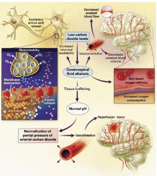 Fig. 4. Neurologic eﬀects of hypocapnia. Systemic hypocapnia results in cerebrospinal ﬂuid al-kalosis, which decreases CBF, cerebral oxygen delivery, and, to a lesser extent, cerebral bloodvolume