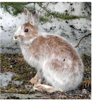 Gambar 5.3. Snowshoe hare 