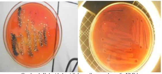 Gambar 1. Koloni bakteri Salmonella sp. pada media XLDA