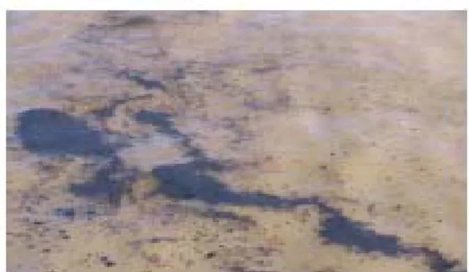 Gambar 1. Contoh tumpahan minyak di perairan laut. 