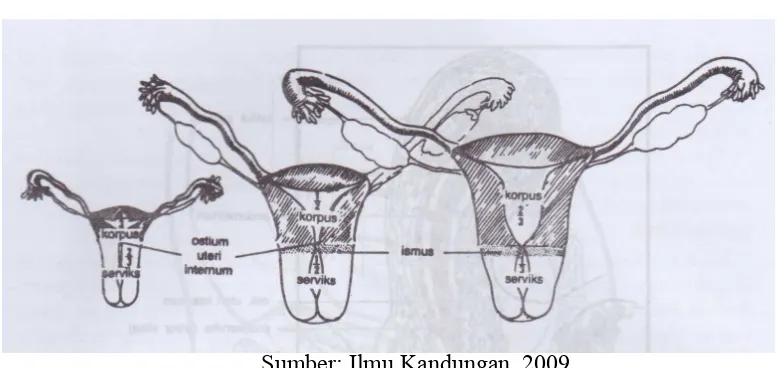 Gambar 2.1 Anatomi uterus 