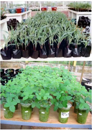 Gambar 3. MPN tanaman jagung menggunakan polibag (gambar atas) dan tanaman siratro menggunakan gelas plastik (gambar bawah)  