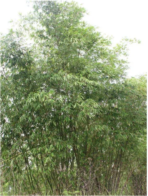 Gambar 4 : pohon bambu 