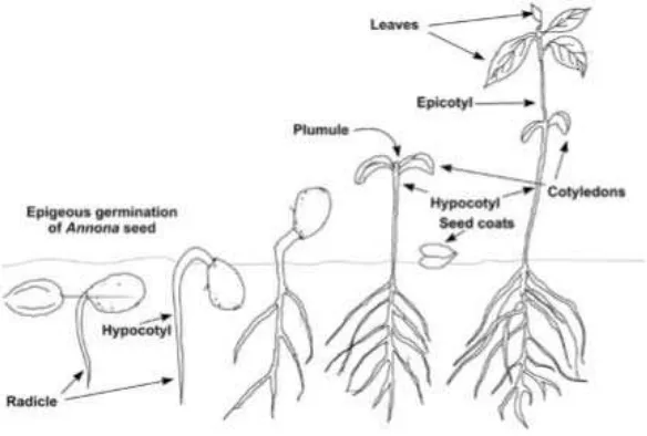 Gambar 1. Tipe dan fase perkecambahan pada benih spesies Annona 