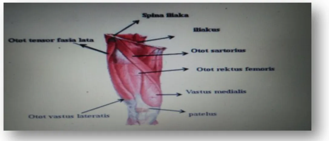 Gambar 2 Otot Tungkai atas Evelyn C. Pearce, 1993:1113)  2) Otot-otot tungkai bagian bawah /tungkai pada betis : 