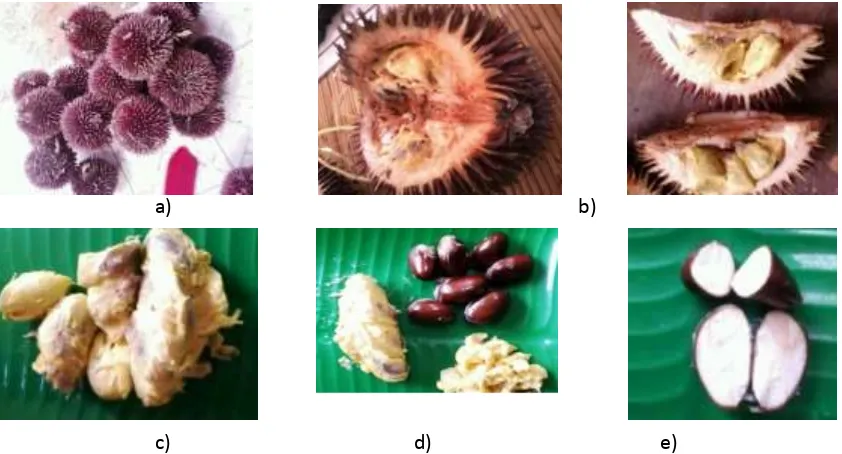 Tabel 1.   Analisis proksimat daging buah dan biji durian lahung 