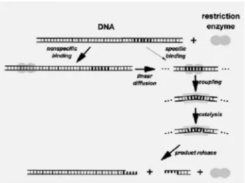Gambar 2.4MekaniJelstch, 2001kanisme pemotongan DNA oleh enzim restriksich, 2001)iksi (Pingoud dan