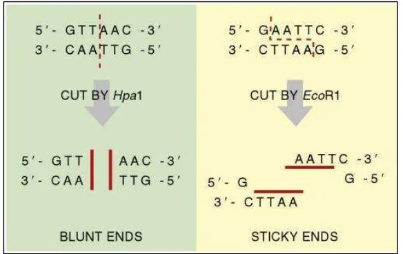 Gambar 2.5 Pemotongan enzim restriksi tipe II pada untai DNA (Clark danPazdernik, 2015)