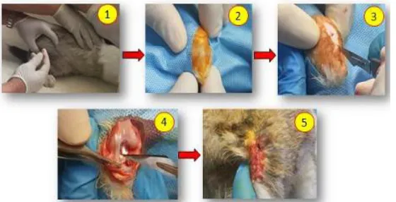 Gambar 1 Pembuatan Hewan Coba Osteoartitis Lutut Kelinci(1) Pencukuran sendi lutut; (2) Tindakan aseptik dan antiseptik; (3) Perusakan 