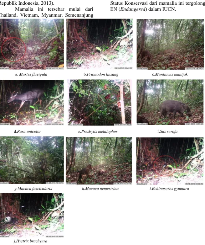 Gambar  2.  Jenis-jenis  mamalia  yang  terinventarisasi  di  Jorong  Koto  Baru  Paninggahan   menggunakan perangkap kamera 