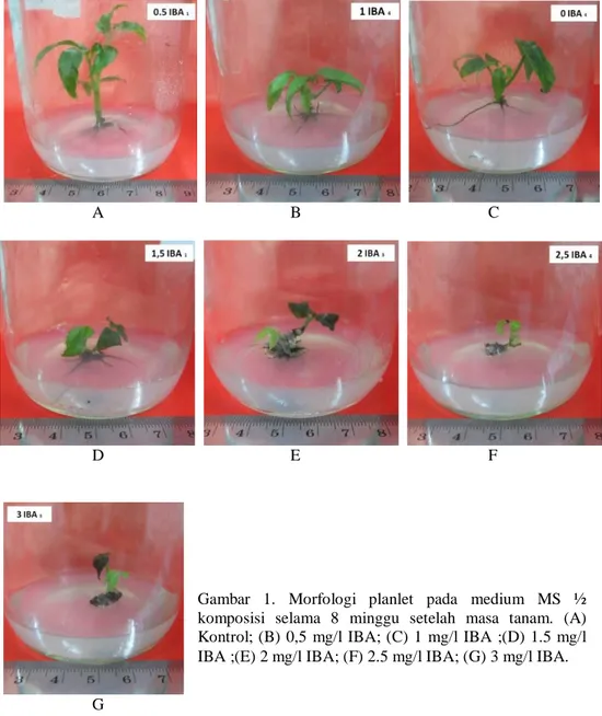 Gambar  1.  Morfologi  planlet  pada  medium  MS  ½  komposisi  selama  8  minggu  setelah  masa  tanam