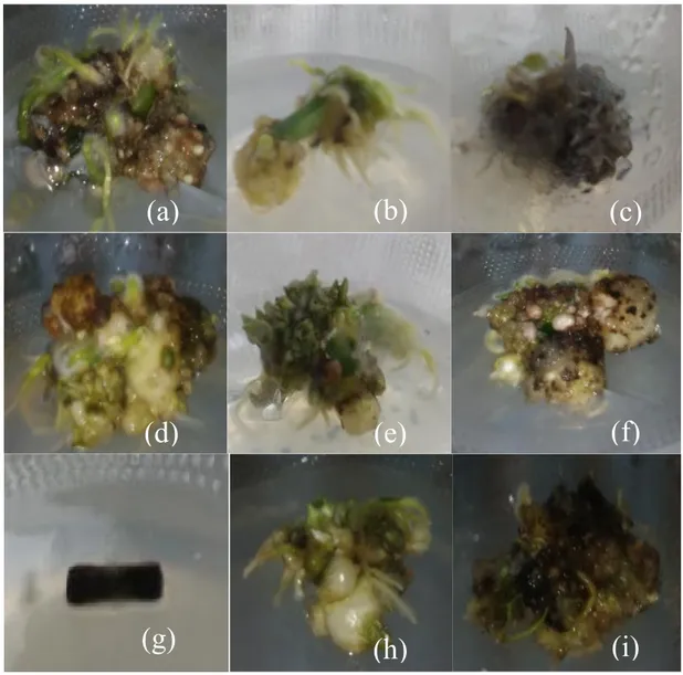 Gambar 1.  Pertumbuhan tunas iles-iles (Amorphophallus muelleri Blume) kombinasi  perlakuan BAP dan NAA minggu ke-12 