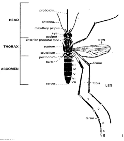 Gambar 2.1. : Nyamuk Aedes sp 
