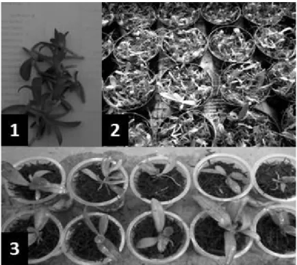 Gambar 1.  (1) Bahan tanaman anggrek Phalaenopsis hasil kultur jaringan.  (2) Bibit anggrek diaklimatisasi pada media aklimatisasi yang terdiri dari sabut kelapa dan cacahan pakis