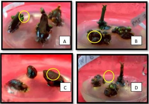 Gambar 2. Macam-macam  warna  nodul  pada  eksplan  biji  manggis  dengan  penanda  berwana  kuning  (A)  nodul  berwarna  hijau,  (B)  nodul  berwarna  coklat,  (C)  nodul  berwarna  merah, dan (D) nodul berwarna putih 