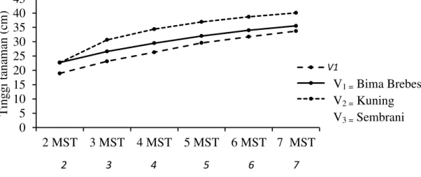 Gambar 1. Perkembangan tinggi tanaman (cm) bawang merah umur 2 sampai 7 MST pada berbagai  varietas 