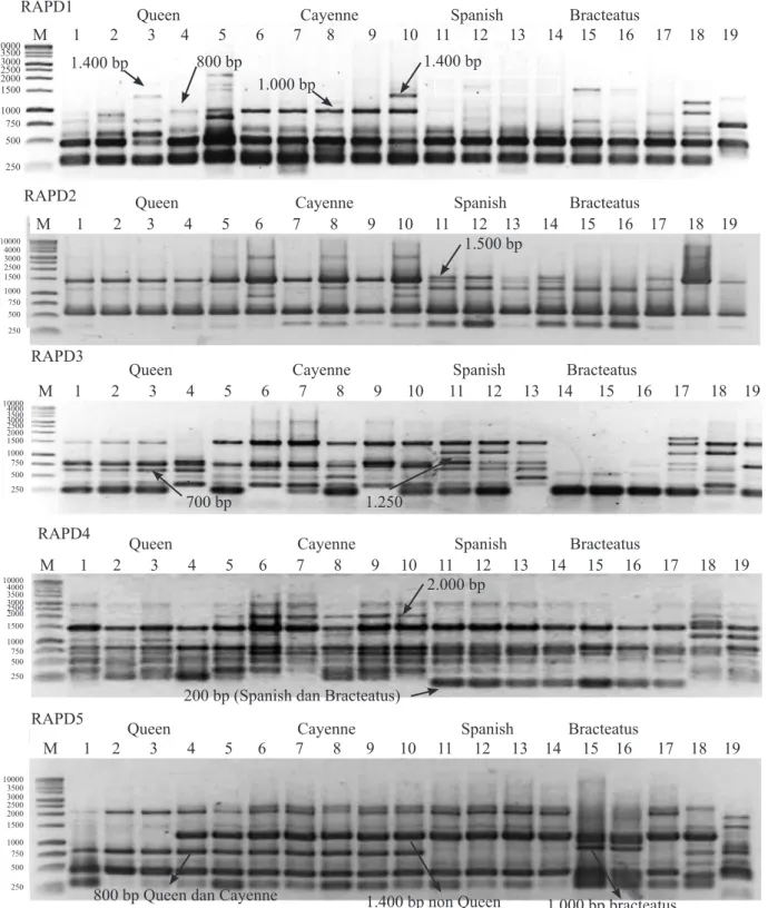Gambar 1.   Profil pola pita DNA 19 aksesi dari empat spesies nenas menggunakan primer RAPD1, RAPD2,  RAPD3, RAPD4, dan  RAPD5 ( Profile of DNA banding patterns of 19 accessions from four species  of pineapple  using  RAPD1, RAPD2, RAPD3, RAPD4, and  RAPD5