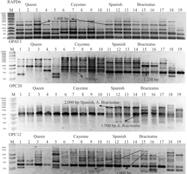 Gambar 2.   Profil pola pita DNA 19 aksesi dari empat spesies nenas menggunakan primer  RAPD6, OPAV3,  OPC20, dan OPS12 ( Profile of DNA banding patterns of 19 accessions from four species of  pineapple  using  RAPD6, OPAV3,  OPC20, and OPS12 primers)