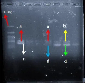 Gambar  1.  Hasil  penentuan  panjang  pita  DNA 