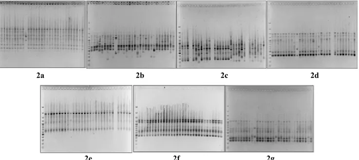 Gambar 2.   Foto gel elektroforesis 31 genotip kentang hitam hasil iradiasi sinar γ pada konsentrasi 25 gray