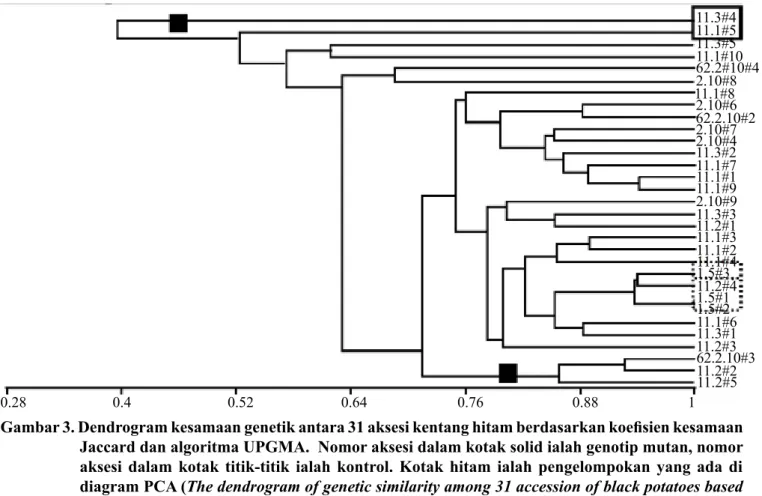 Gambar 3. Dendrogram kesamaan genetik antara 31 aksesi kentang hitam berdasarkan koefisien kesamaan  Jaccard dan algoritma UPGMA