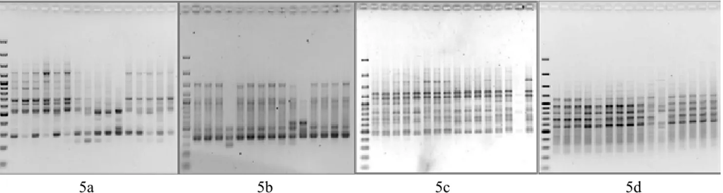 Gambar 5. Foto gel elektroforesis 17 genotip kentang hitam hasil iradiasi sinar γ pada konsentrasi 35 gray