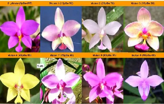 Gambar  2.  Perbedaan bentuk dan warna  bunga anggrek S. plicata dan 7 mutan  hasil iradiasi sinar gamma