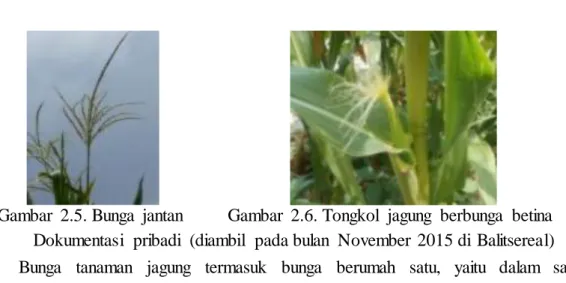 Gambar  2.5. Bunga  jantan  Gambar  2.6. Tongkol  jagung  berbunga  betina        Dokumentasi  pribadi  (diambil  pada bulan  November  2015 di  Balitsereal) 