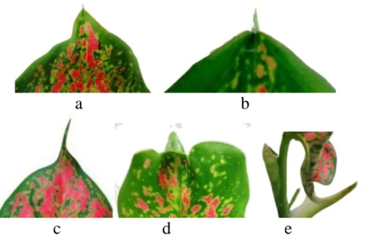 Gambar 2. Bentuk ujung daun Aglaonema var. Dud Unjamanee yang abnormal  a) Perlakuan T 1 K 2 , b) Perlakuan T 1 K 3 , c) Perlakuan T 2 K 1 , 