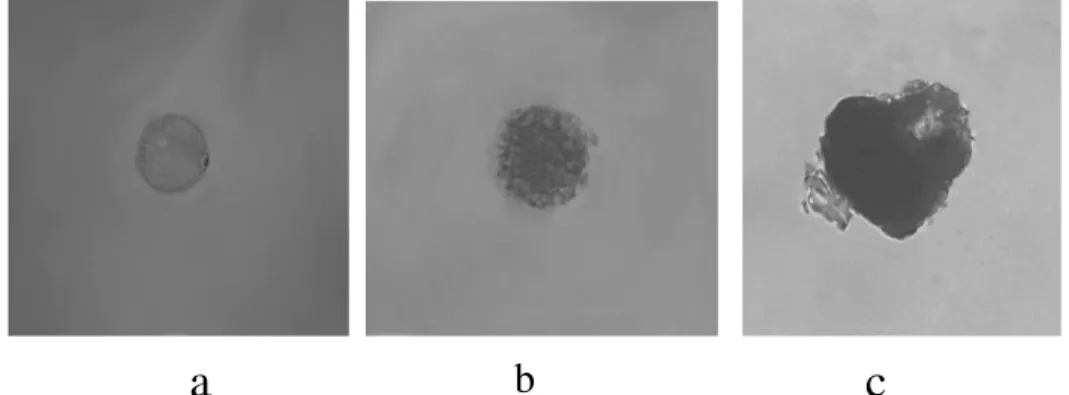 Figure 1.   Embrigenesis  microspore  isolation  culture  for  60  days  (a.  Uninucleate  stage;  b