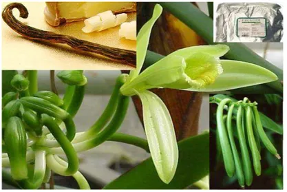 Gambar 3. Bunga vanili  c.  Bunga kakao 