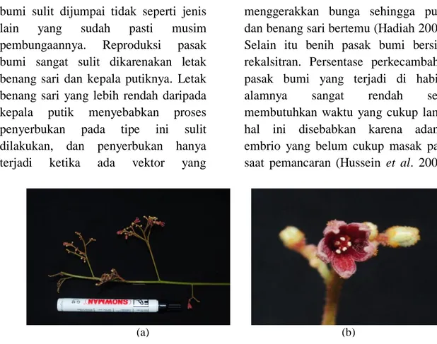 Gambar 4. Bunga Pasak Bumi a : Bunga Majemuk pasak bumi; b : Bunga tunggal pasak  bumi