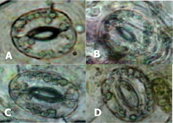 Gambar  7.   Penampilan kloroplas sel penjaga stomata dari kultur  purwoceng yang disimpan dengan paclobutrazol: 0 ppm (A),  1 ppm (B), 3 ppm (C), dan 5 ppm (D) 