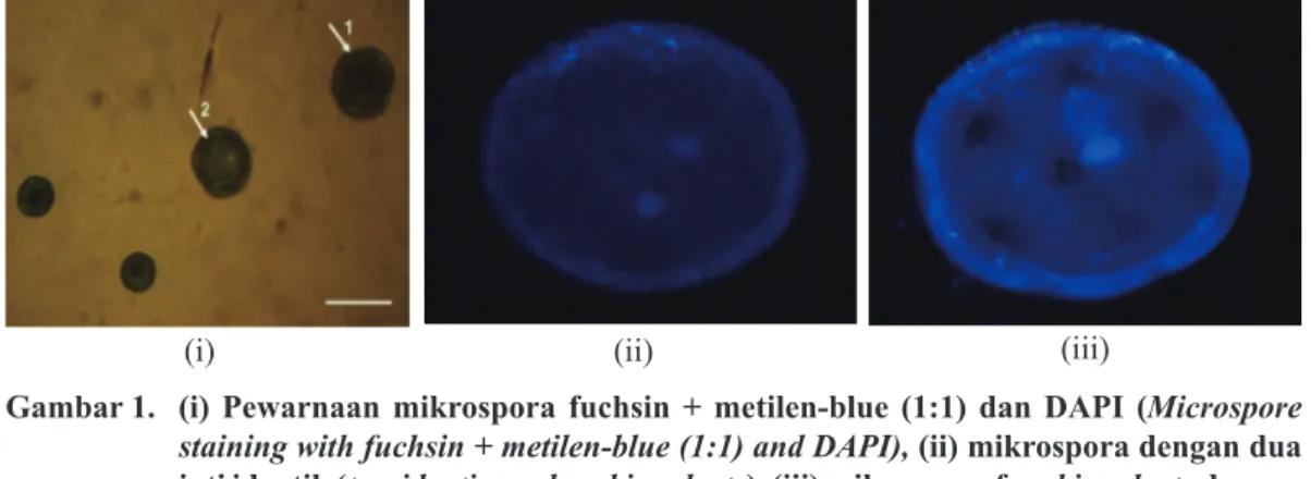 Gambar 1.  (i) Pewarnaan mikrospora fuchsin + metilen-blue (1:1) dan DAPI (Microspore  staining with fuchsin + metilen-blue (1:1) and DAPI), (ii) mikrospora dengan dua  inti identik (two identic nucleus binucleate), (iii) mikrospora fase binucleate dengan 