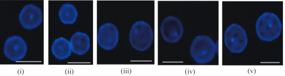 Gambar 2.   Tahap perkembangan mikrospora anter D. chinensis (Microspore development stage of 