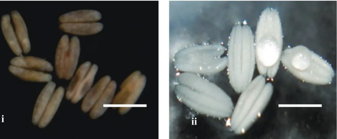 Gambar 4.   Eksplan kultur anter (Anther culture explant), (i) Pencoklatan pada anter (Browning  of anther), (ii) Anter yang tumbuh normal (Normal growth of anther)