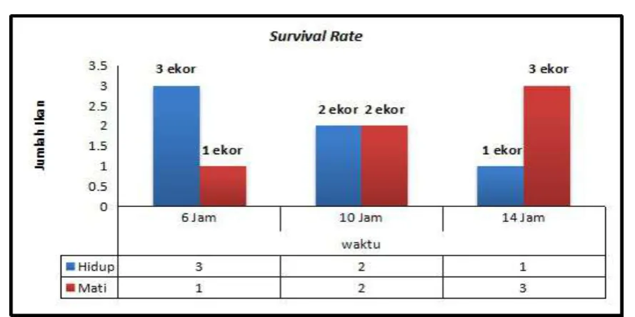 Gambar 2. Survival Rate (Kelangsungan Hidup) Ikan Kerapu Macan 