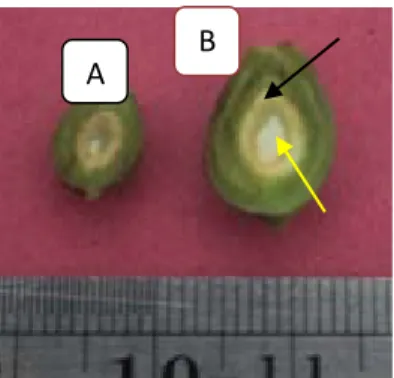 Tabel 1.  Pengaruh ukuran diameter buah terhadap pertumbuhan kalus endosperma avokad  