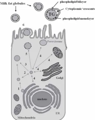 Fig. 1. Schematic view of the milk fat globule secretion from the mammary epithelial cell: 1