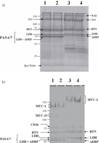 Fig. 2. Representative pattern of milk fat globule membrane (MFGM) proteins in SDS-PAGE: a) MFGM proteins of 25 mg from bovine (lanes 1–2) and caprine (lanes 3–4) milk were  sepa-rated on 10 % SDS-PAGE and stained with Bio-Safe (Bio-Rad, Marnes-la-Coquette