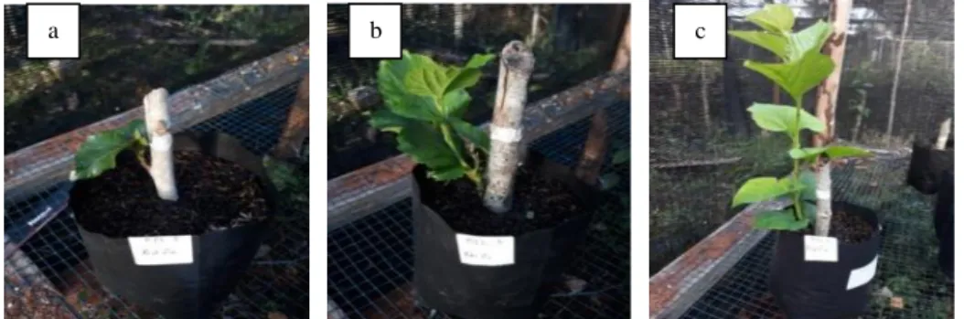 Gambar 1. Jumlah daun menggunakan perlakuan  fitohormon A. cepa  (a) tanpa perlakuan (0 g/l),  (b)  dosis  500  g/l,  (c)  dosis  1000  g/l  (Number  of  leaves  using  phytohormone  A