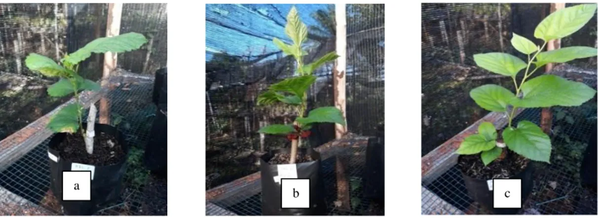 Gambar  2.  Panjang  cabang  pada  perlakuan  fitohormon  A.  cepa  L. (a)  kontrol  (0  g/l),  (b)  dosis  500g/l, (c) dosis 1000 g/l (The length of the branches in the phytohormone treatment A